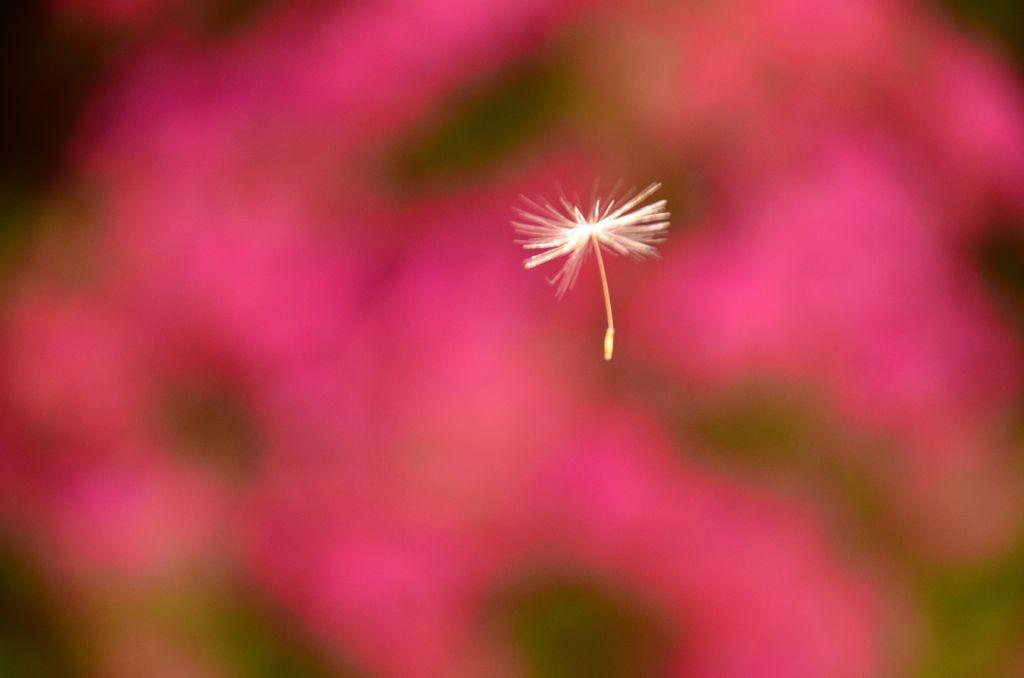 pusteblume
