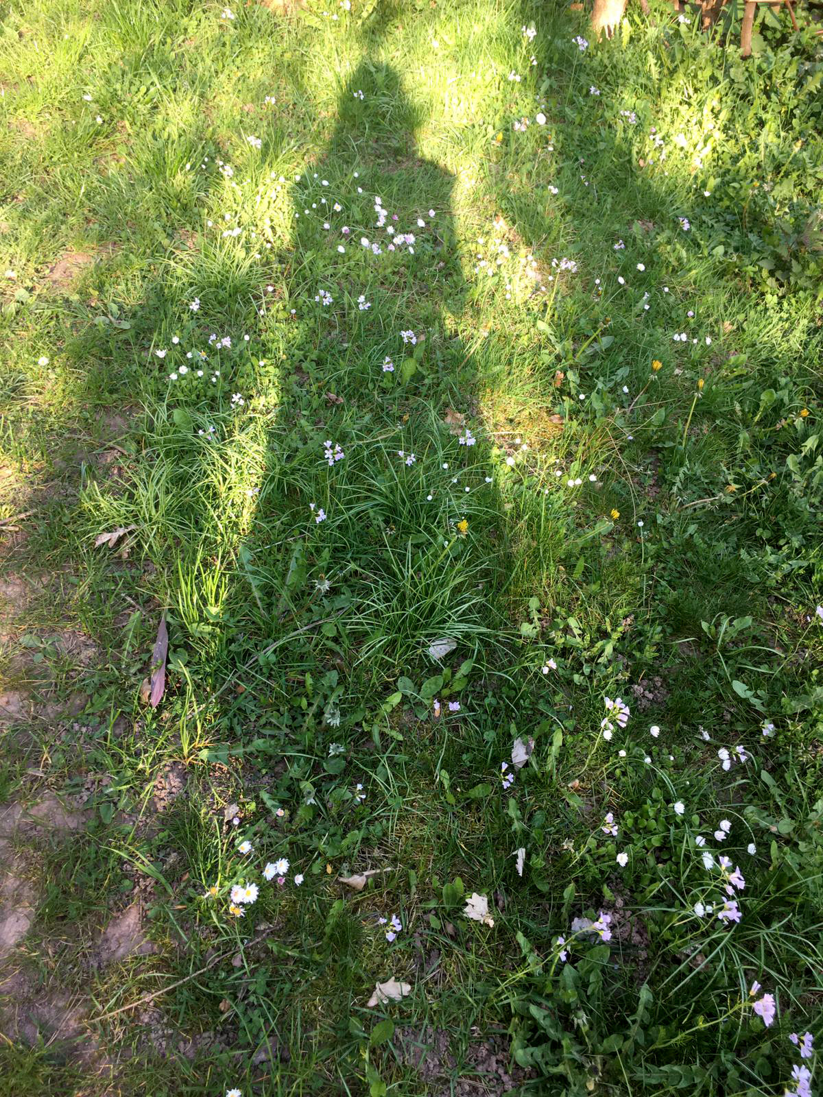 schatten
